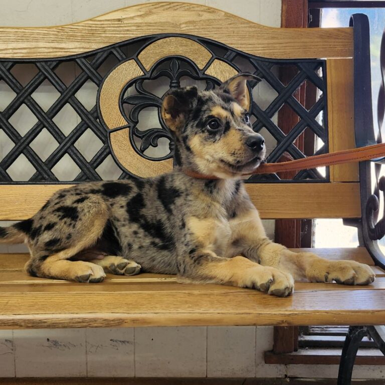 Adoptable dog Tequila