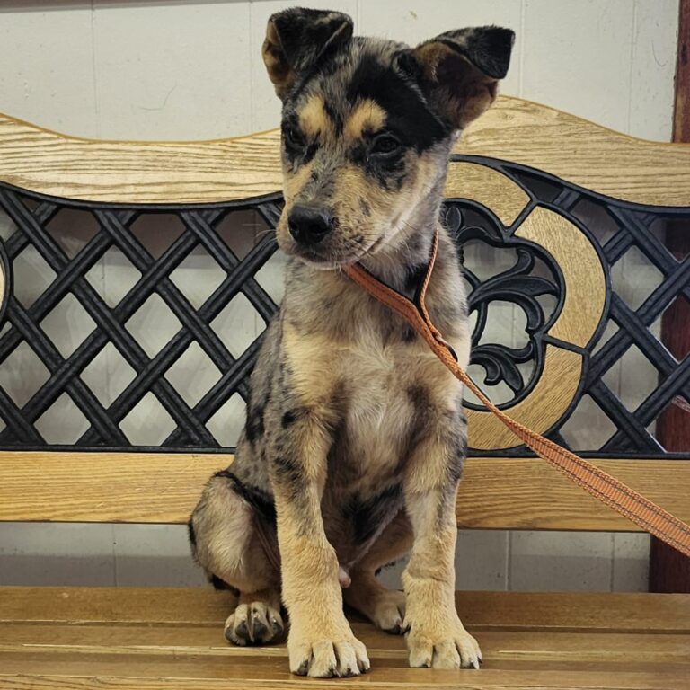 Adoptable dog Tequila