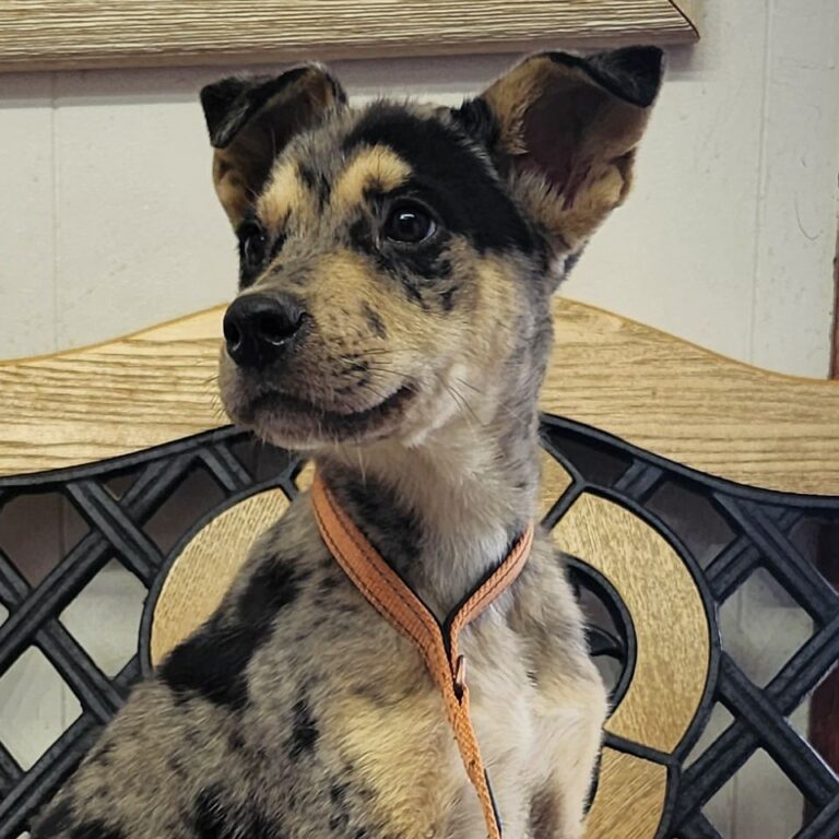 Adoptable dog Tequila