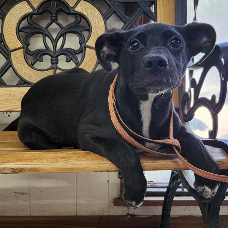 Adoptable Dog Valentina