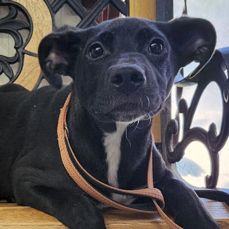 Adoptable Dog Valentina