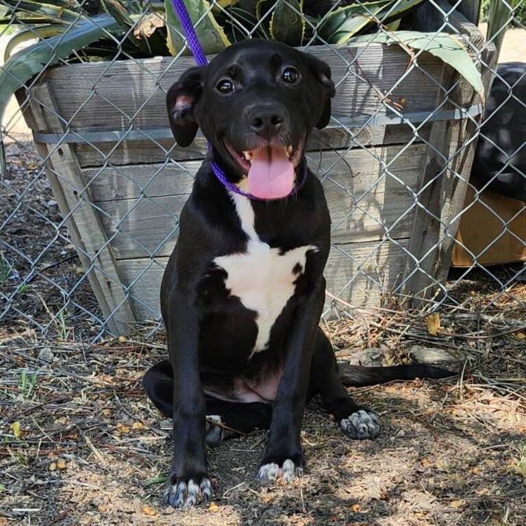 Adoptable Dog Valentina