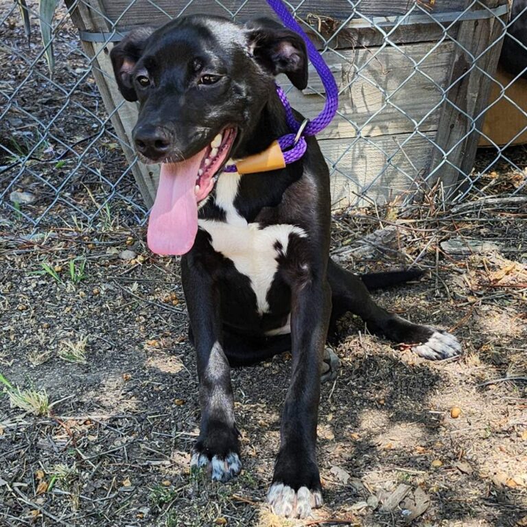 Adoptable Dog Valentina