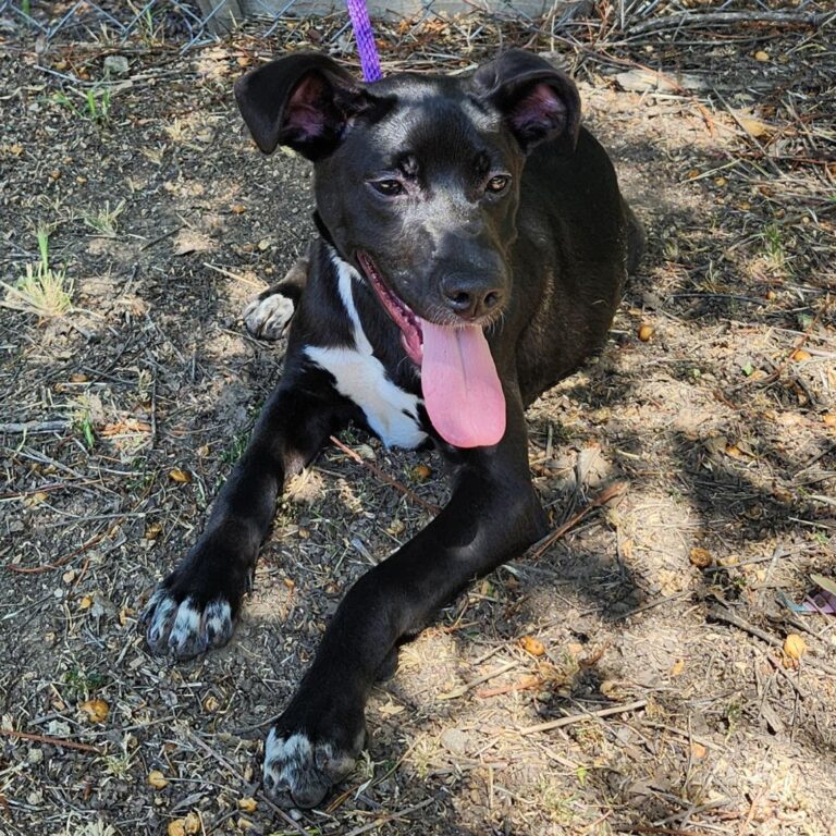 Adoptable Dog Valentina
