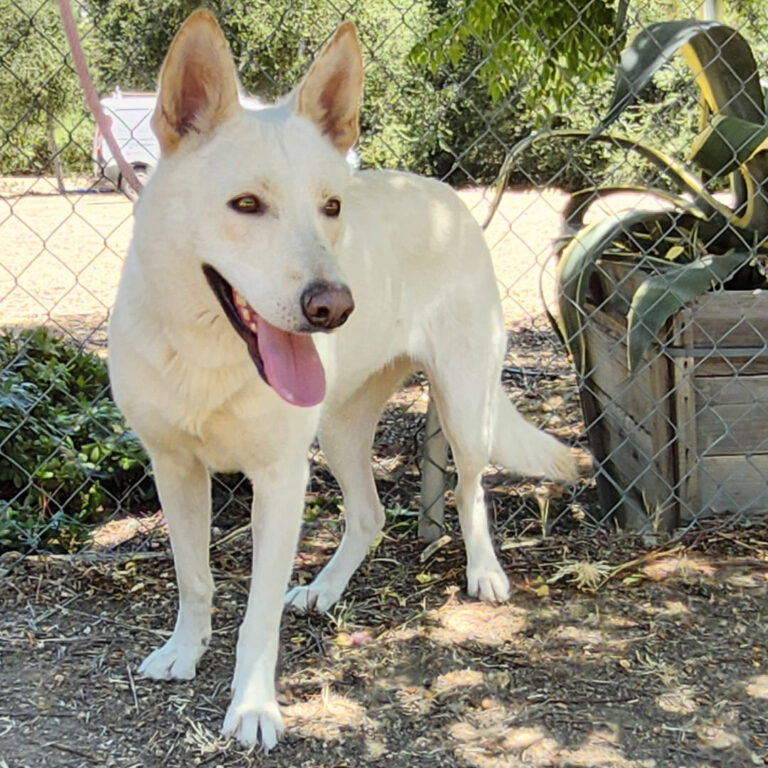 Adoptable Dog Chrysanthemum