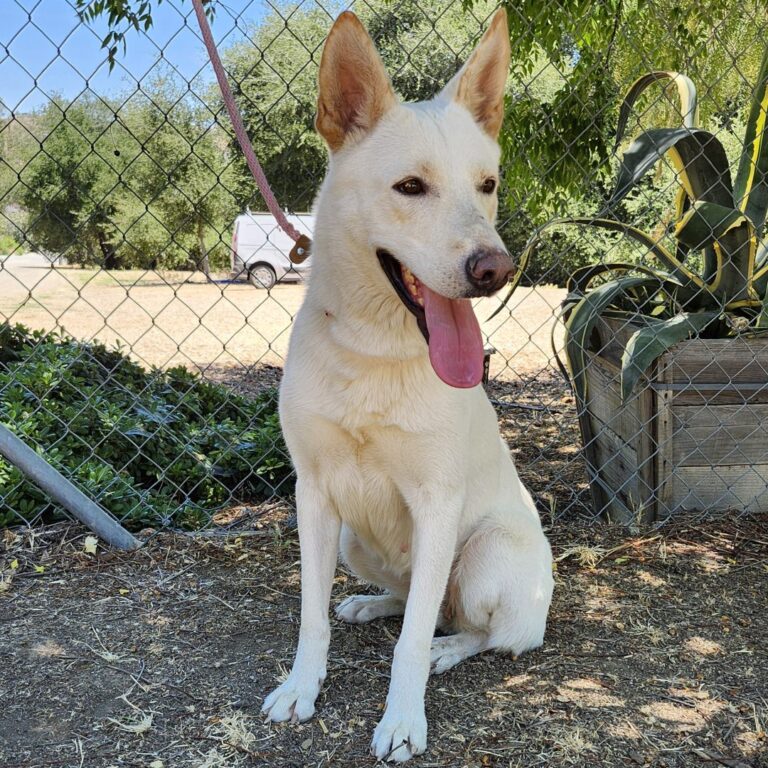 Adoptable Dog Chrysanthemum