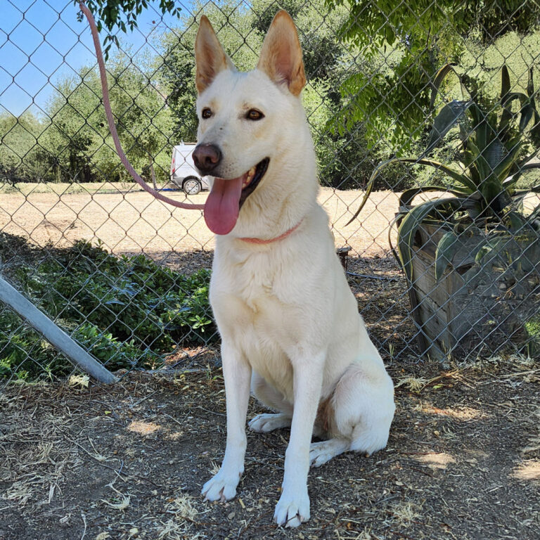 Adoptable Dog Chrysanthemum