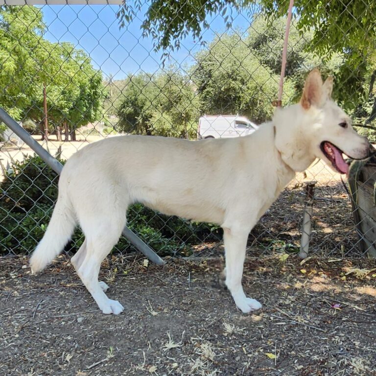 Adoptable Dog Chrysanthemum