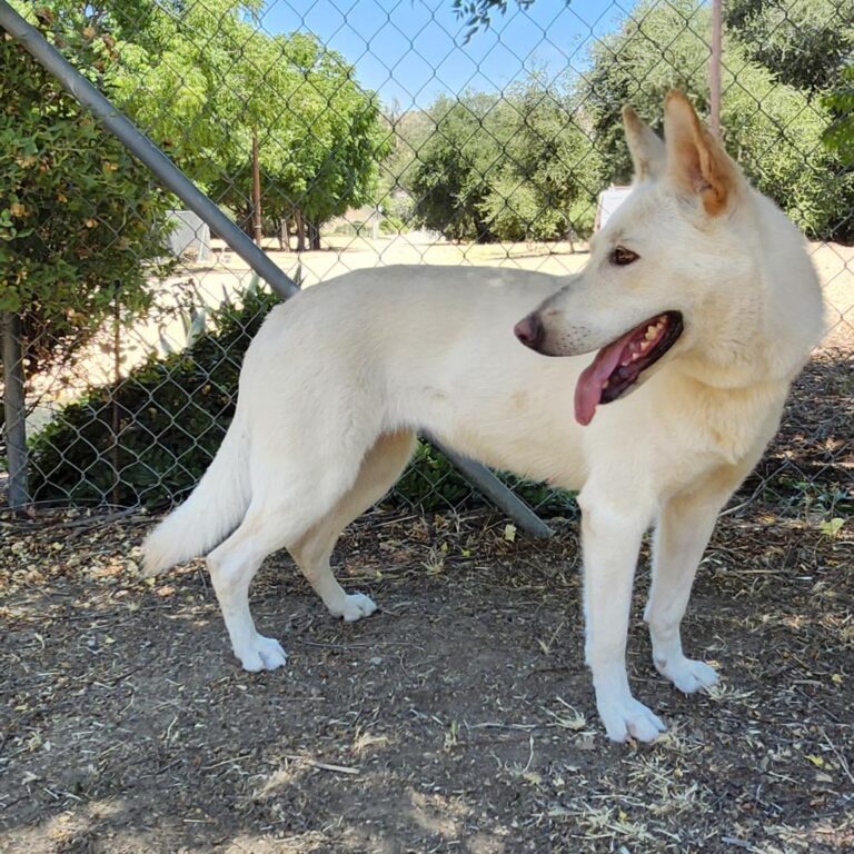 Adoptable Dog Chrysanthemum