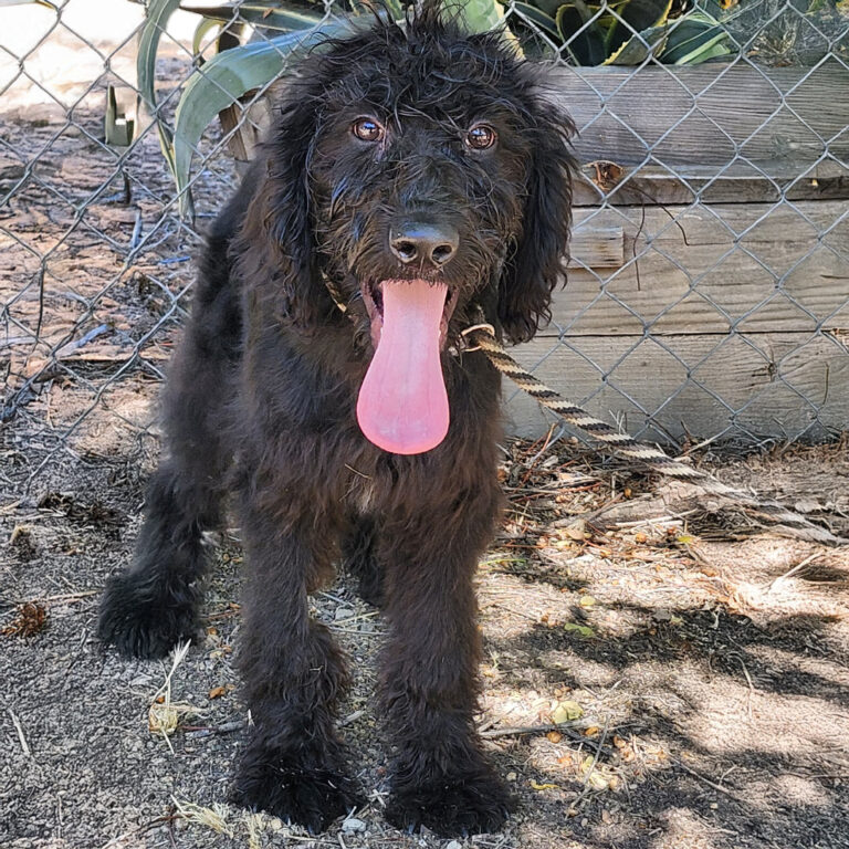 Adoptable Dog Coco