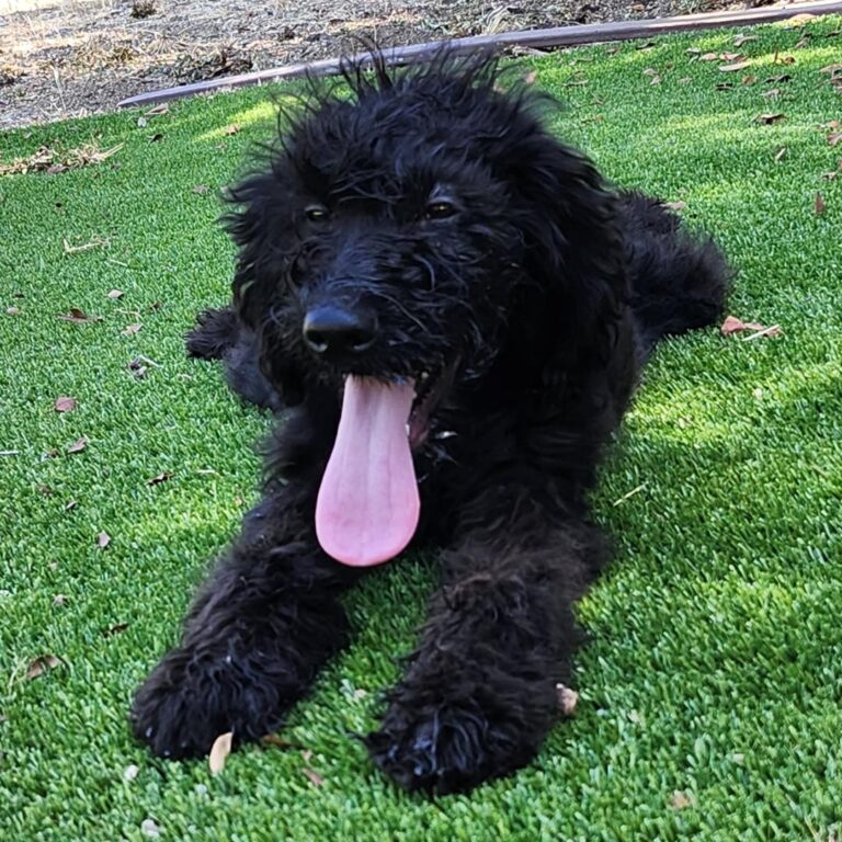 Adoptable Dog Coco