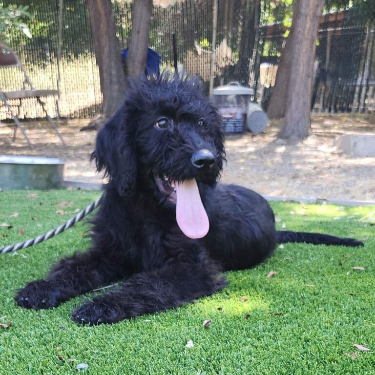 Adoptable Dog Coco