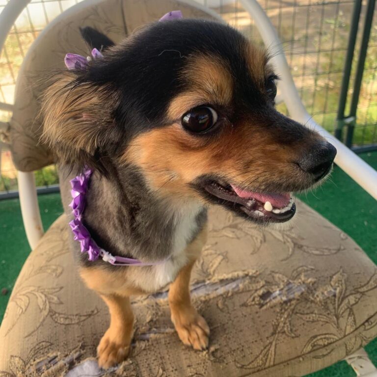 Adoptable Dog Evie