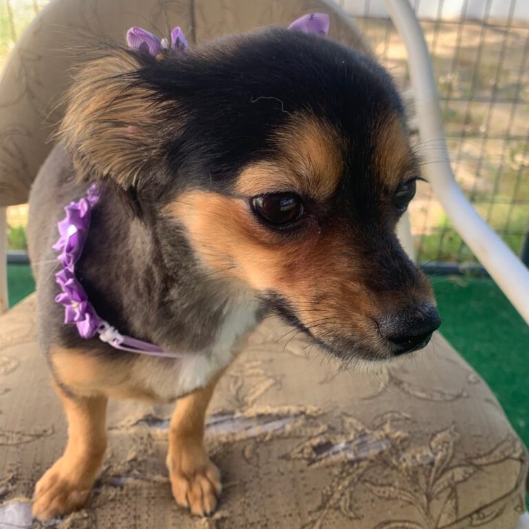 Adoptable Dog Evie