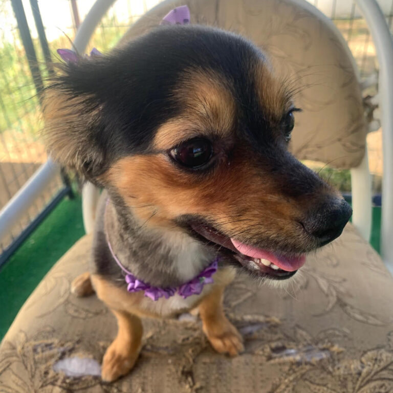 Adoptable Dog Evie
