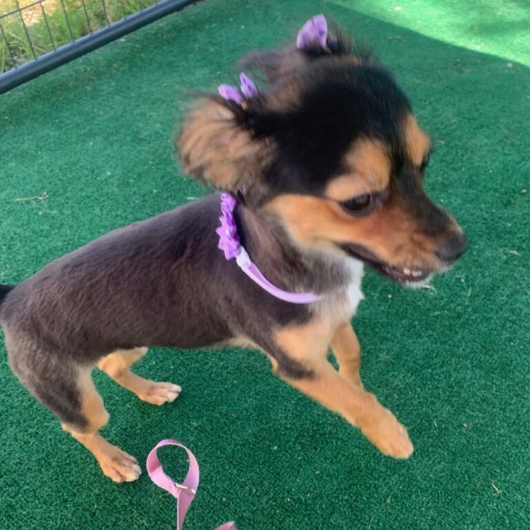 Adoptable Dog Evie