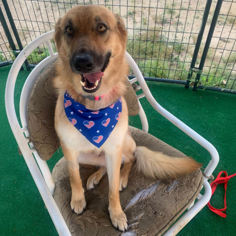 Adoptable Dog Kitty