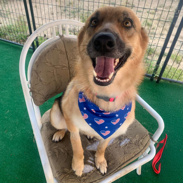 Adoptable Dog Kitty