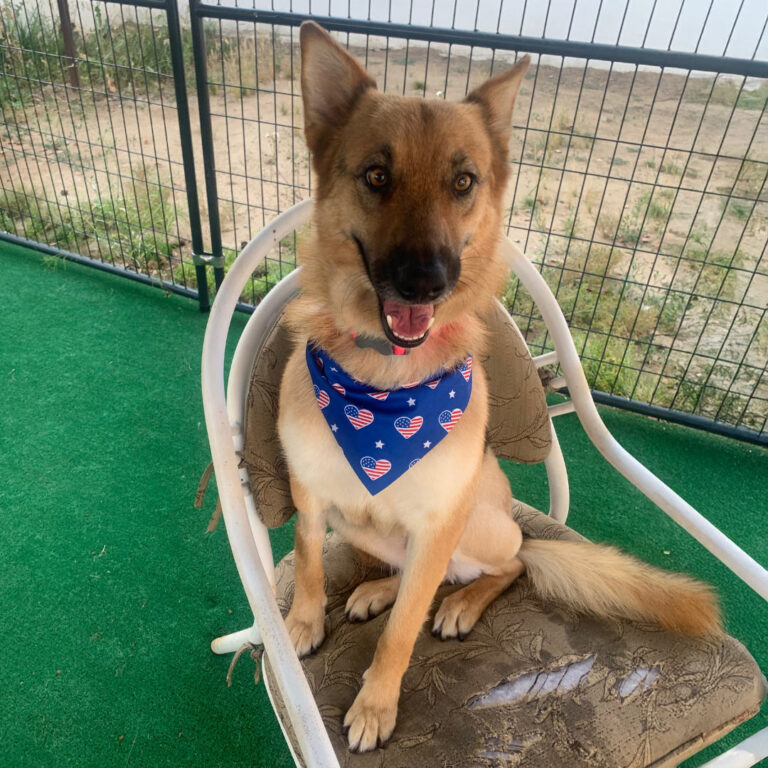 Adoptable Dog Kitty