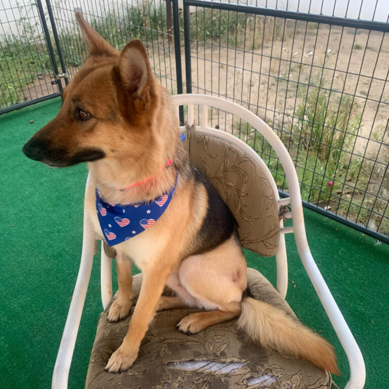 Adoptable Dog Kitty