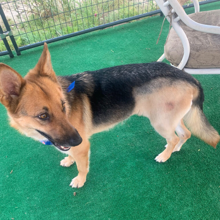 Adoptable Dog Kitty