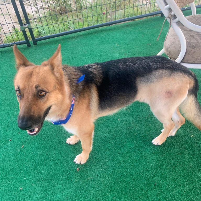 Adoptable Dog Kitty