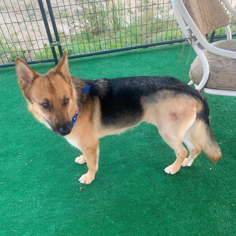 Adoptable Dog Kitty