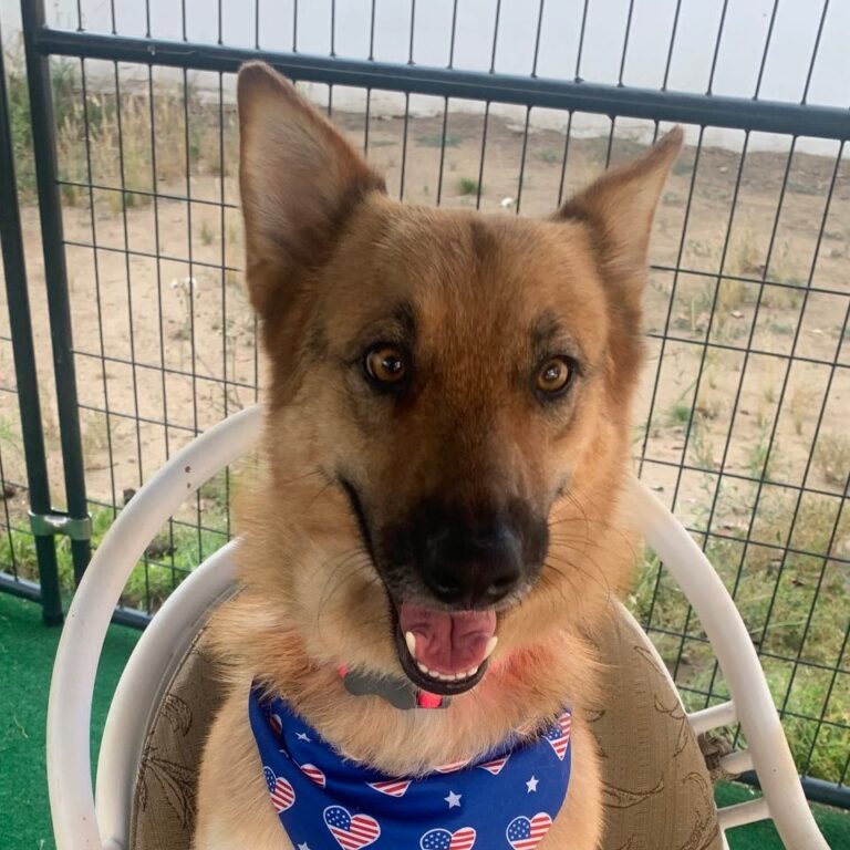 Adoptable Dog Kitty