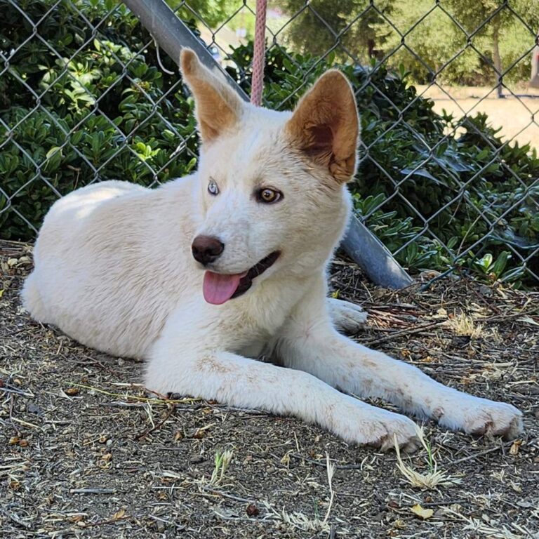 Adoptable Dog Lena