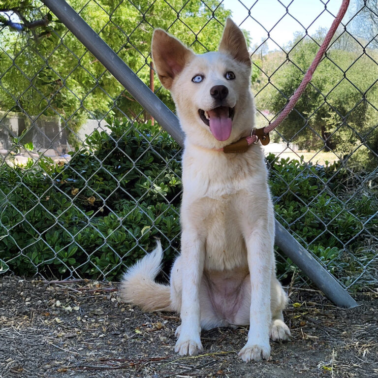 Adoptable Dog Lena