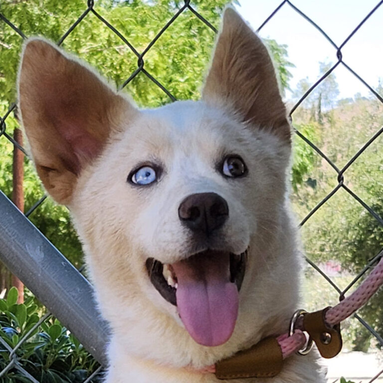 Adoptable Dog Lena