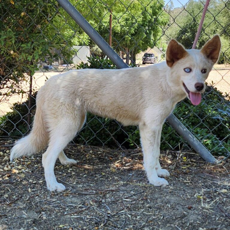 Adoptable Dog Lena