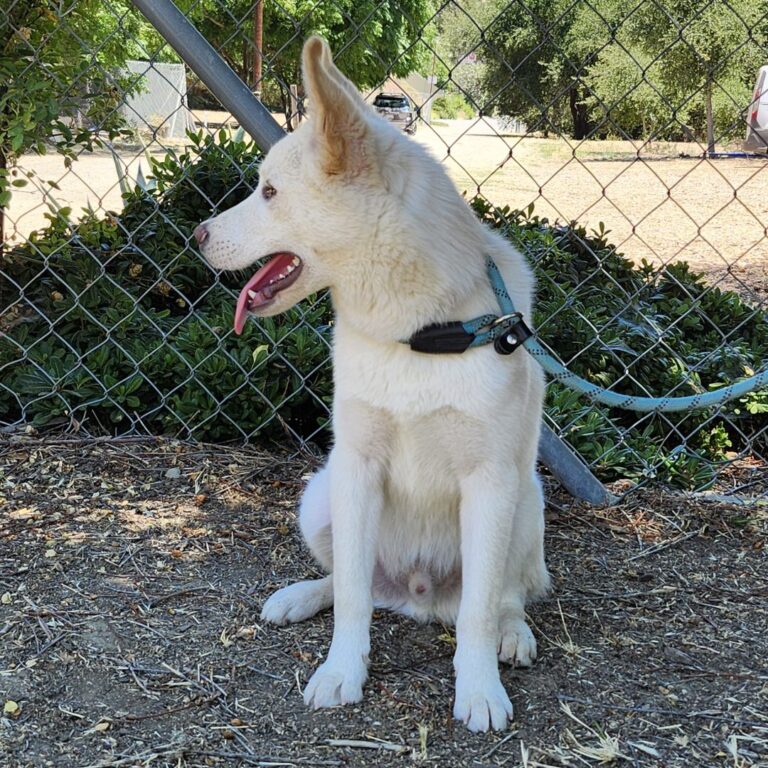 Adoptable Dog Loki