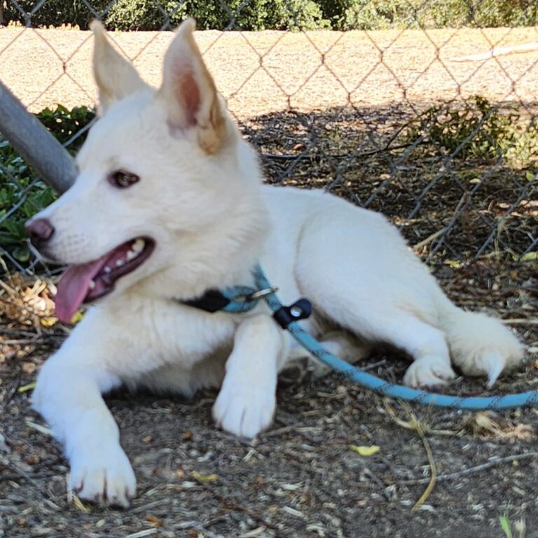 Adoptable Dog Loki