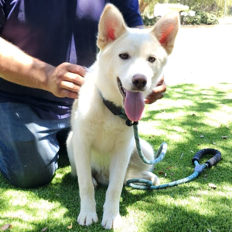 Adoptable Dog Loki