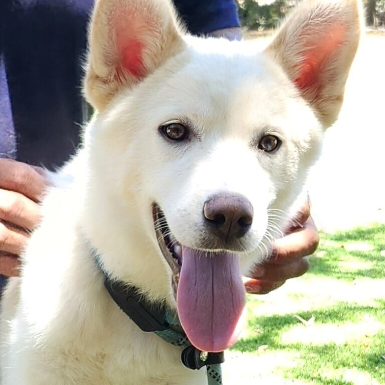 Adoptable Dog Loki