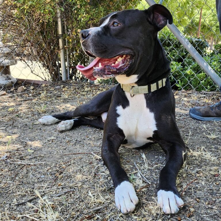 Adoptable Dog Onyx