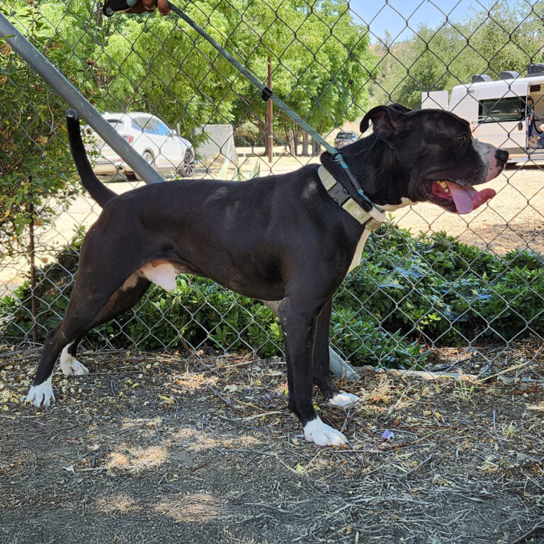 Adoptable Dog Onyx