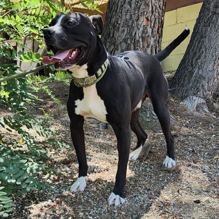 Adoptable Dog Onyx