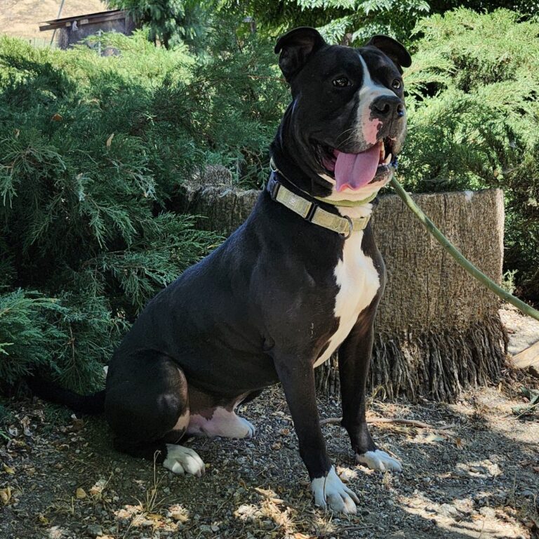 Adoptable Dog Onyx