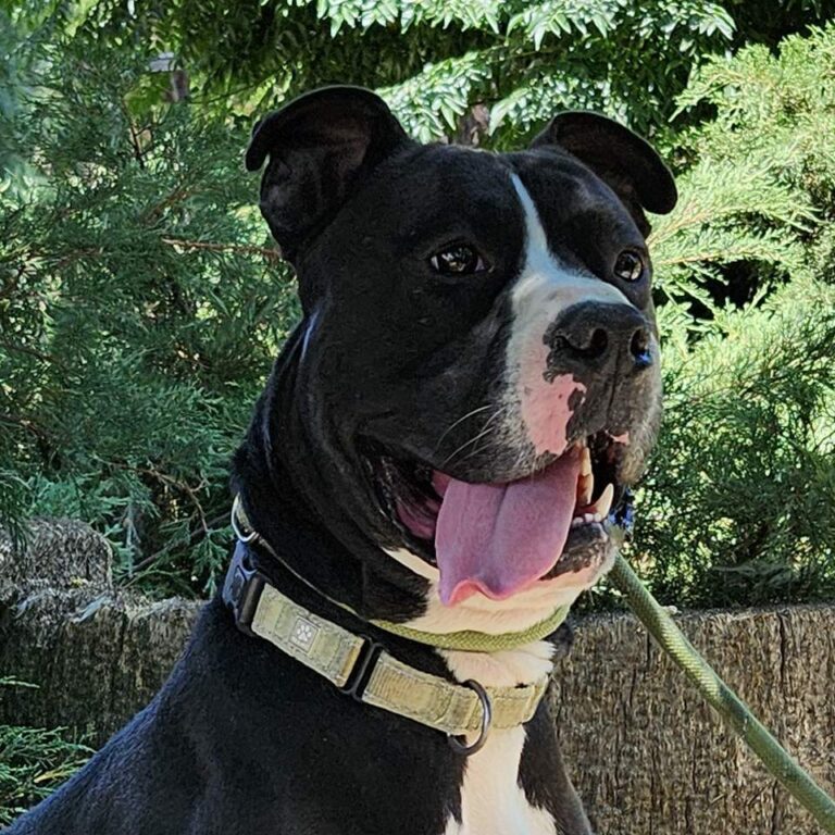 Adoptable Dog Onyx