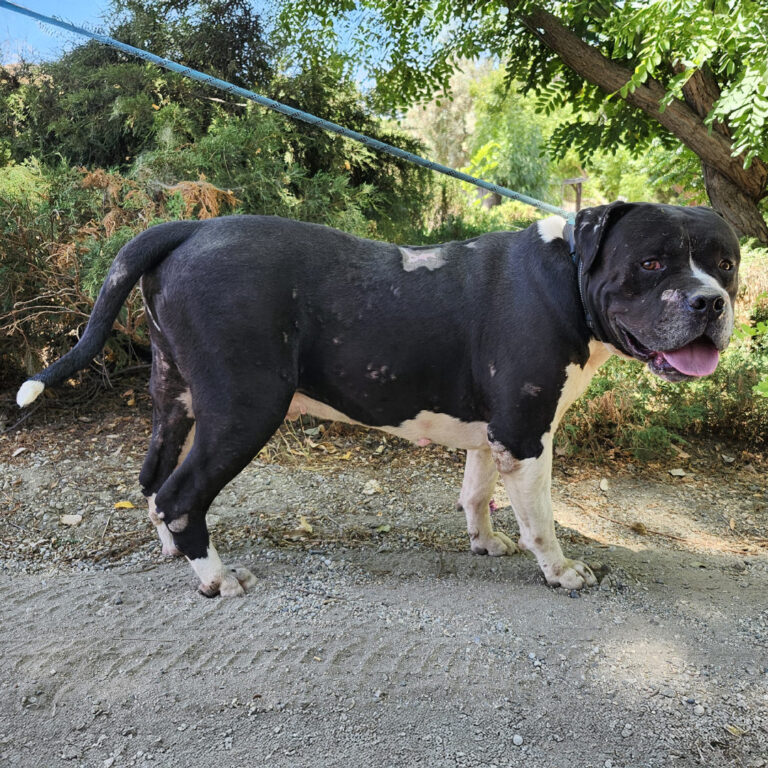 Adoptable Dog Toro