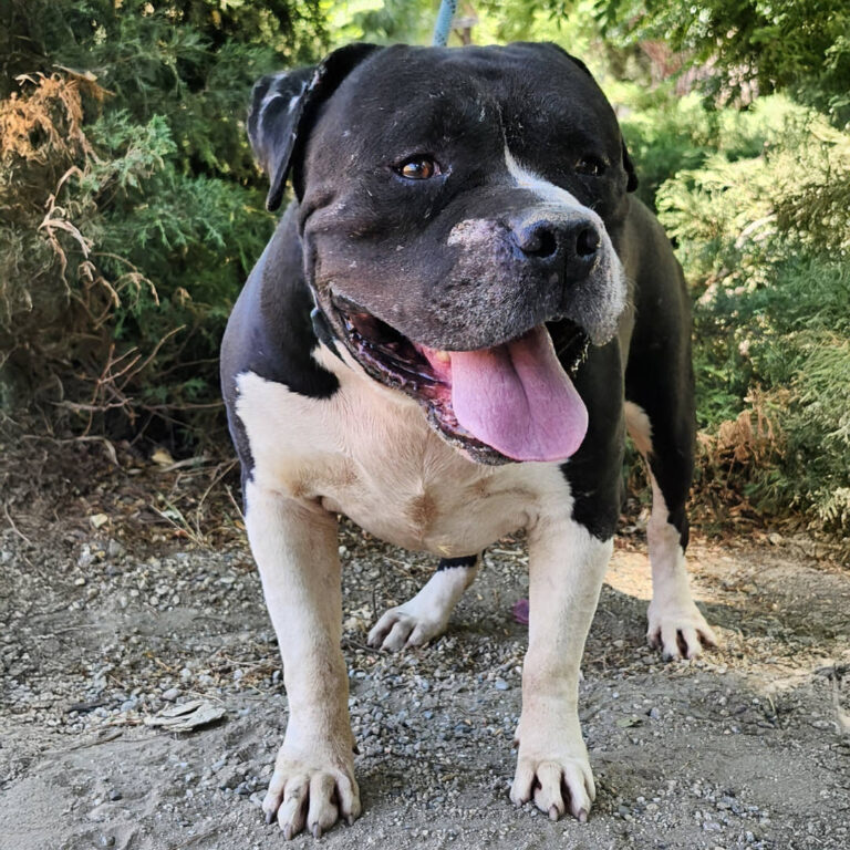 Adoptable Dog Toro