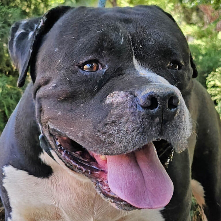 Adoptable Dog Toro