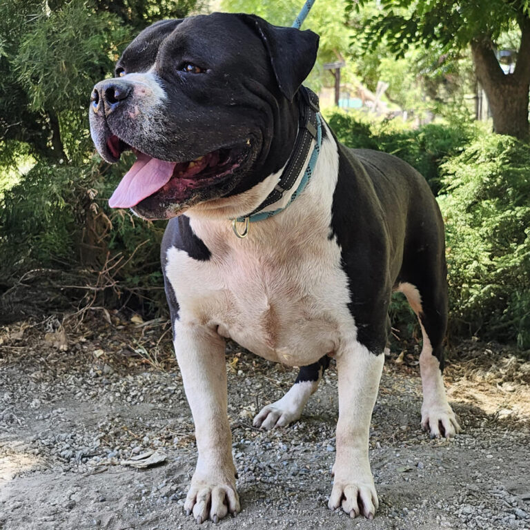 Adoptable Dog Toro
