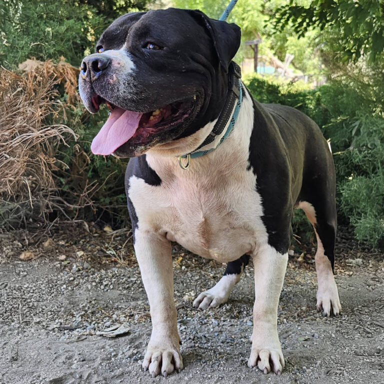 Adoptable Dog Toro