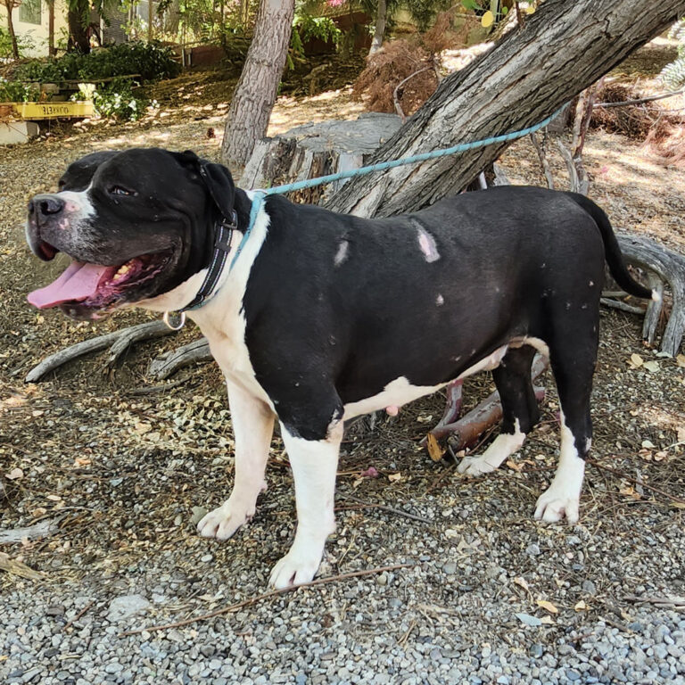 Adoptable Dog Toro