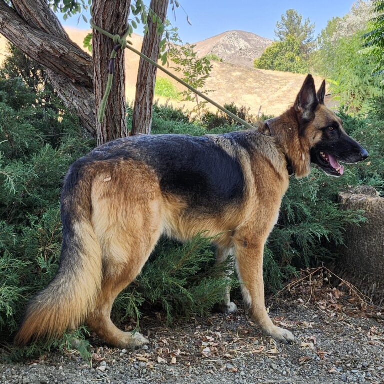Adoptable Dog Atlas