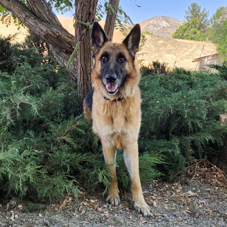 Adoptable Dog Atlas