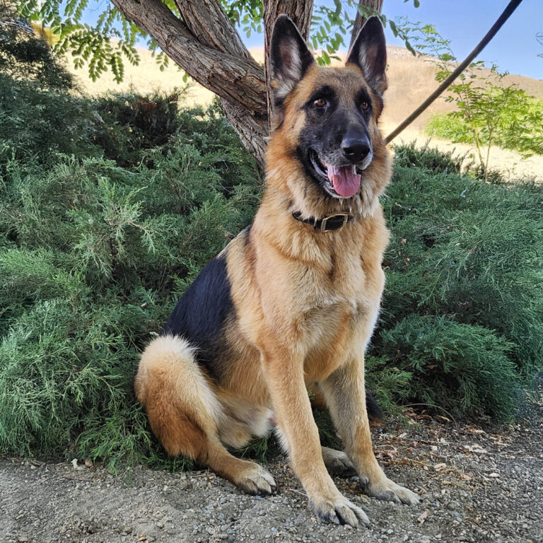 Adoptable Dog Atlas
